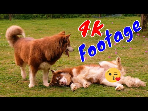 Những Cảnh Quay Đẹp Chất Lượng 4K Viral Dog Tập 13