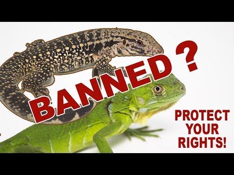 YouTube reptile video