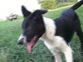 Winnie 14 week old Border Collie Pup at DarnFar Ranch