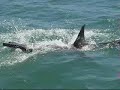 Great White Sharks Gansbaai