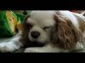 Sleepy Puppy 16, Cute things falling asleep, Sleepy Dog, Sleepy Animal, Sleepy Chance