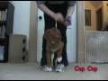 Vito the toller tricks at 15wks
