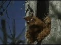 Sweedish Chief making Squirrle stew