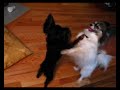 Soxie, Papillon and Boris, Russian Toy Terrier Play