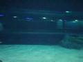 Busan Aquarium Shark Dive