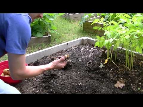 how to grow yukon gold potatoes