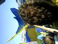 ASM PERPIGNAN
