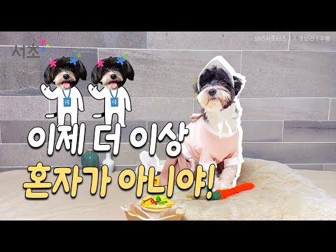 '반려견 돌봄쉼터!' 찾아가봤개🐕 | 수봉이의 기자생활🐶[VLOG]