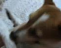dog abuse