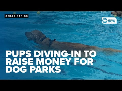 I cuccioli locali vanno a fare una nuotata per raccogliere fondi per i parchi per cani | Notizie di Iowa adesso I cuccioli locali vanno a fare una nuotata per raccogliere fondi per i parchi per cani | Notizie di Iowa adesso