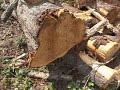 Clearcuts in the Goshen Forest