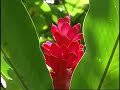 Antigua & Barbuda Travel Film - Hotels Discounts Video