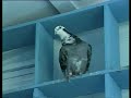 jack holmes racing pigeons simply the best 5