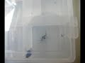 vid�o montrant la capture d'une proie par une araign�e thomise 
........................................... 

site d'observation d'araign�es domestiques de france 

http://araignees.xooit.fr/portal.php 
...........................................