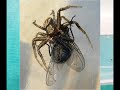 vid�o montrant la capture d'une proie par une araign�e thomise 
........................................... 

site d'observation d'araign�es domestiques de france 

http://araignees.xooit.fr/portal.php 
...........................................
