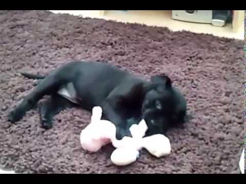 7 week old black Labrador puppy’s first day at home!