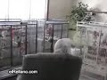 loro rockero funny animals