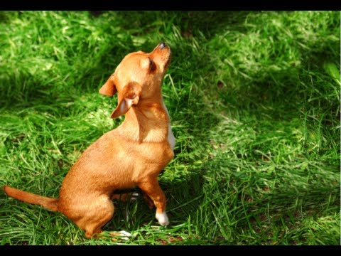 how to train a potty train a puppy