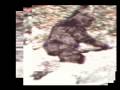 My Thoughts on The Patterson Gimlin Film Re M K Davis