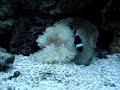 Black Clown fish hosting a Sebae Anemone