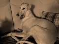 Galgo-Neka1