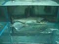 Hydrolycus armatus : Tropical Aquarium Fish Video Hydrolycus armatus : Tropical Aquarium Fish Video