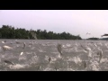 Asian Carp Jumping, Boat View 3