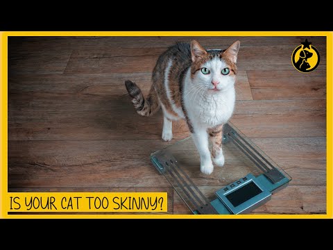 Is My Cat Too Skinny? How To Tell If Your Cat Is Underweight