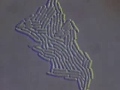 videos de bacterias, multiplicación