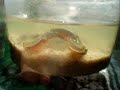 Triops Triops