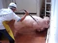 Sacrificio de Cerdo 2