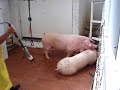 Sacrificio de Cerdo 2