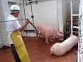 Sacrificio de Cerdo 2