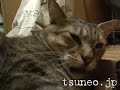 凶暴ツネオ♪