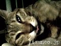 凶暴ツネオ♪