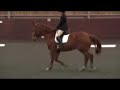 ILPH Georgetown & Amy Smith - Dressage Test Prelim 7