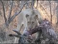 Lion eating a wildebeest Lion eating a wildebeest