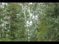 videos de How to ID Platanus occidentalis