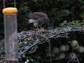 Sparrowhawk eating Sparrow 5