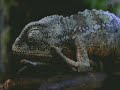 Bud Lizards 1997 Superbowl Sequence