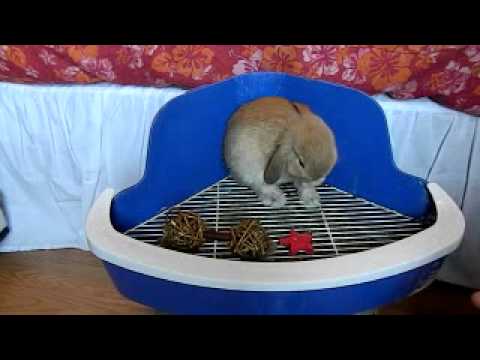 how to train potty train a bunny