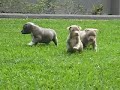www.kingbulls.com pups Villain D\ www.kingbulls.com pups Villain D\