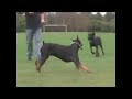 the-great-dane-and-the-chihuahuas.html