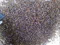 Unbelieveable Bee Photos