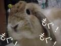 もぐもぐウサギさん
