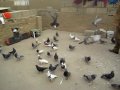 pigeons in hawler,, pigeon in kurdistan hawler,, kotr duvor kaftar kabootar hmam guvercin duer