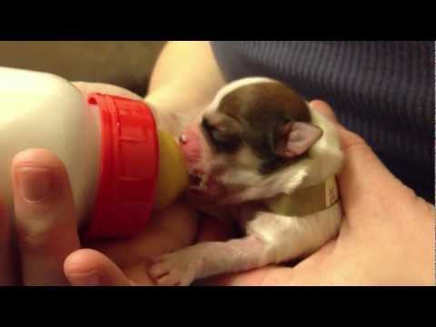how to care for a pregnant lhasa apso