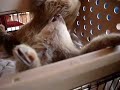 Baby Sloth Wants a Bigger Camera