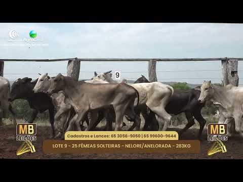 518 LEILO VIRTUAL MB LEILES