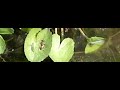 Hooverfly
